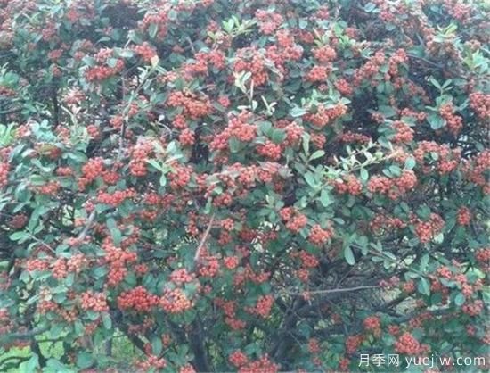 紅豆樹(shù)盆景制作方法 紅豆樹(shù)盆栽養殖方法和注意事項(圖3)
