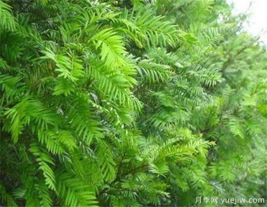 紅豆杉盆景制作方法 紅豆杉的養殖方法和注意事項(圖1)