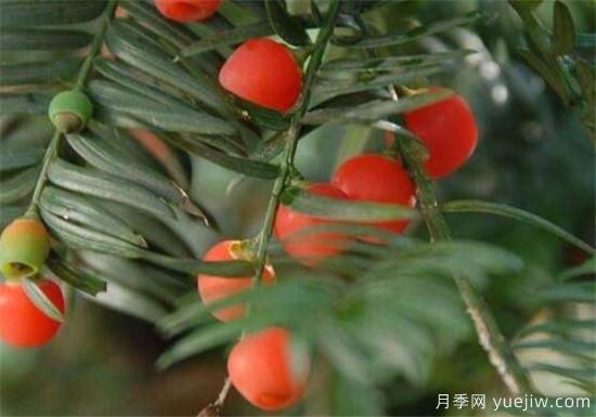 紅豆杉近期價(jià)格表 10到15公分紅豆杉近期報價(jià)(圖2)