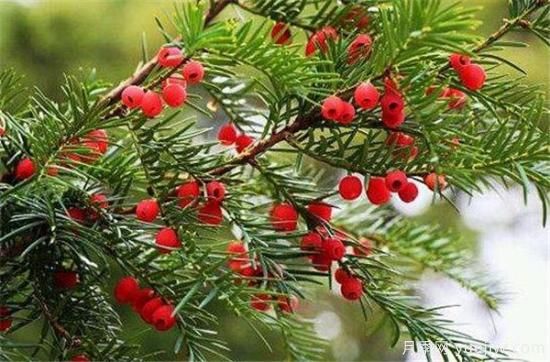 紅豆杉盆景制作方法 紅豆杉的養殖方法和注意事項(圖2)