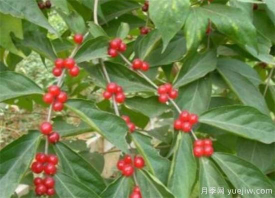 紅豆樹(shù)盆景制作方法 紅豆樹(shù)盆栽養殖方法和注意事項(圖1)