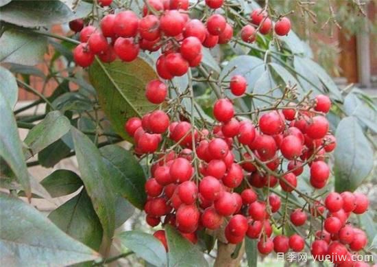 紅豆樹(shù)的功效作用有哪些 淺談紅豆樹(shù)的價(jià)值(圖2)