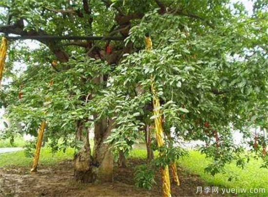 紅豆樹(shù)的功效作用有哪些 淺談紅豆樹(shù)的價(jià)值(圖3)