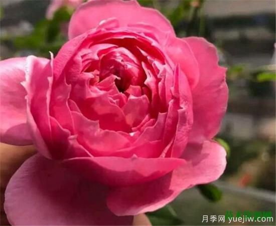 微型月季什么品種***好 微型月季為什么很容易養死(圖2)
