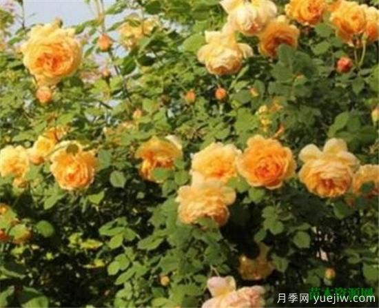 藤本月季哪個(gè)品種好 藤蔓月季耐寒嗎怎么養(圖3)