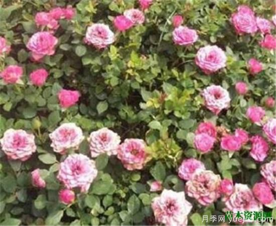 微型月季什么品種***好 微型月季為什么很容易養死(圖1)