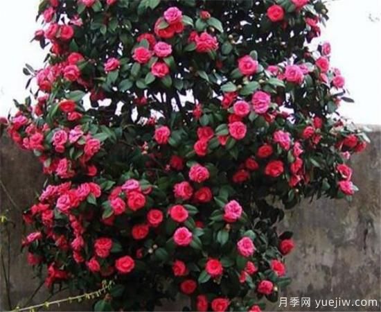 ***耐陰耐寒的十大花卉 耐寒的庭院樹(shù)木有哪些(圖3)
