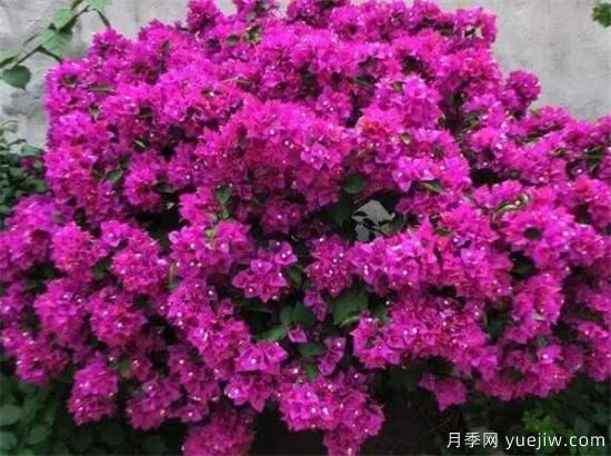 三角梅的養殖方法和開(kāi)花時(shí)間 三角梅產(chǎn)地(圖3)