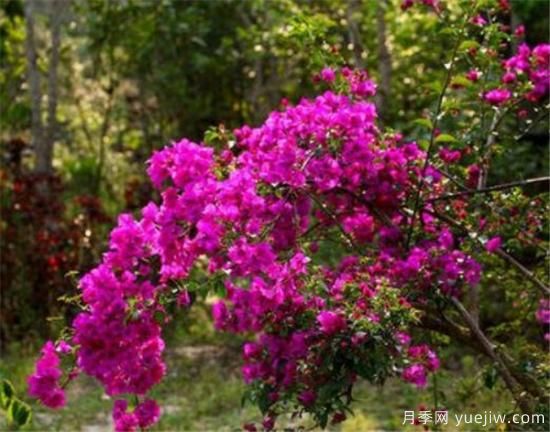 三角梅的養殖方法和開(kāi)花時(shí)間 三角梅產(chǎn)地(圖1)