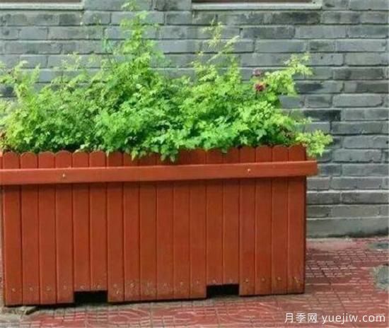 防腐木花盆優(yōu)缺點(diǎn) 防腐木花盆養花好嗎(圖2)