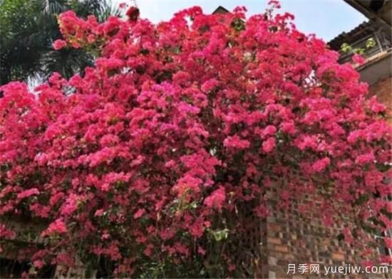 三角梅的養殖方法和開(kāi)花時(shí)間 三角梅產(chǎn)地(圖2)