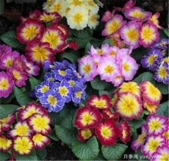 一二年生花卉的園林應用特點(diǎn) 一年生花卉栽培管理技術(shù)(圖1)