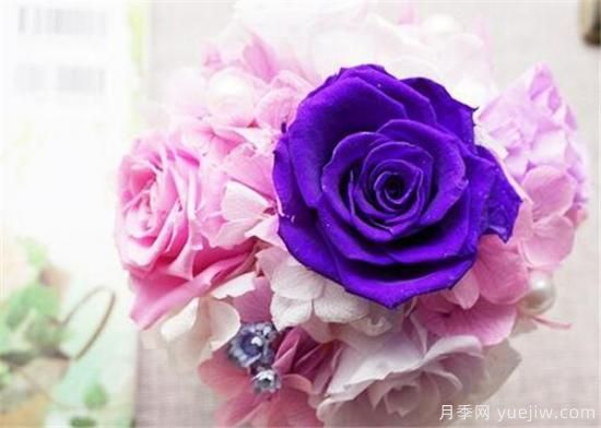 變色玫瑰為什么會(huì )變色 變色玫瑰怎么養殖方法(圖3)