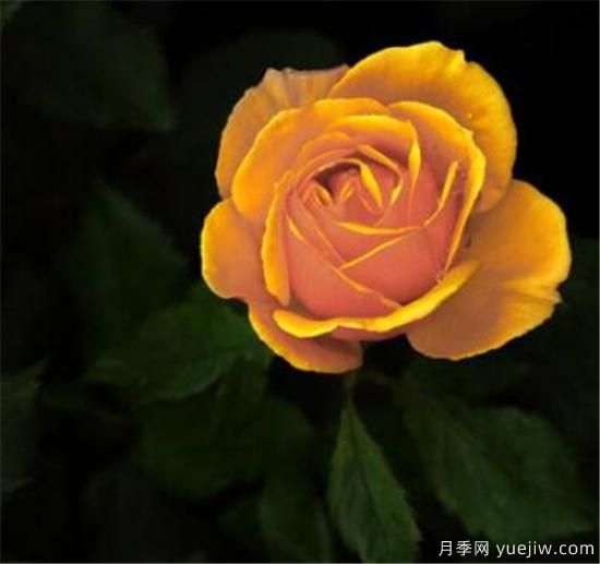 變色玫瑰為什么會(huì )變色 變色玫瑰怎么養殖方法(圖1)