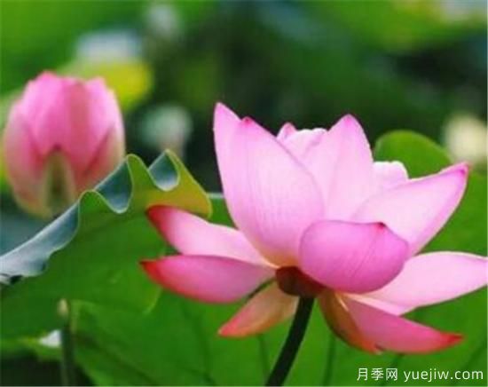 什么花代表著(zhù)愛(ài)而不得 表示思念和愛(ài)的花(圖1)