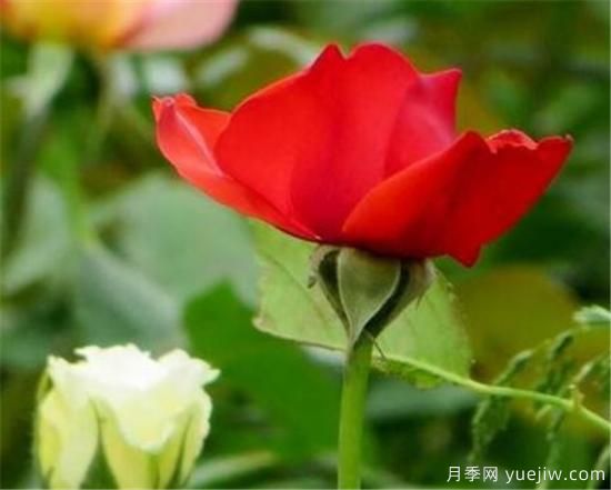 什么花代表著(zhù)愛(ài)而不得 表示思念和愛(ài)的花(圖2)