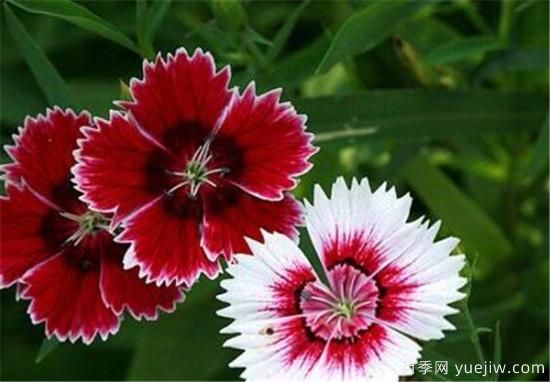什么花代表著(zhù)愛(ài)而不得 表示思念和愛(ài)的花(圖3)