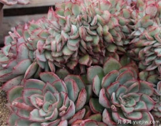 多肉的養殖方法和澆水技巧 多肉澆水多了怎么補救(圖1)