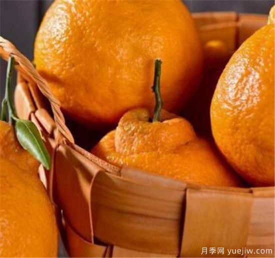 不知火是什么水果 不知火柑和耙耙柑區別(圖2)