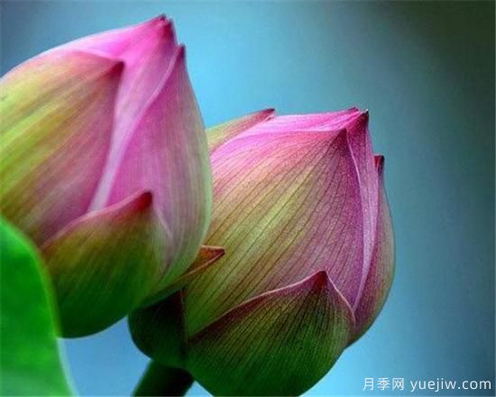 花蕾和花蕊什么區別 花蕾哪種好看(圖2)