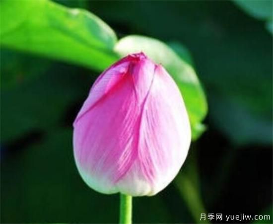 花蕾和花蕊什么區別 花蕾哪種好看(圖3)