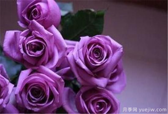 紫色玫瑰代表什么 紫玫瑰花期花語(yǔ)(圖1)