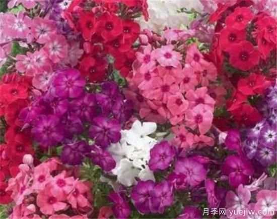四季花開(kāi)的寓意 養不死四季開(kāi)花的花卉(圖1)