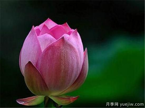 花蕾和花蕊什么區別 花蕾哪種好看(圖1)