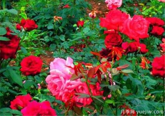 四季花開(kāi)的寓意 養不死四季開(kāi)花的花卉(圖3)