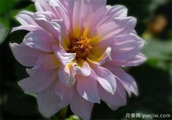 四季花開(kāi)的寓意 養不死四季開(kāi)花的花卉(圖2)