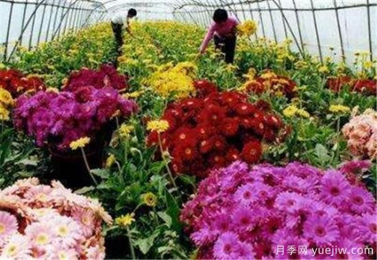 鮮切花的保鮮方法 鮮切花怎么養(圖3)