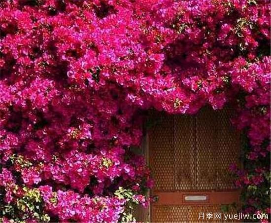 爬墻植物哪些***好養 養爬墻植物注意事項(圖3)