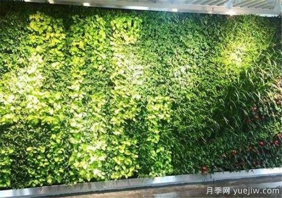 立體綠化和垂直綠化區別 立體綠化的作用有哪些(圖1)