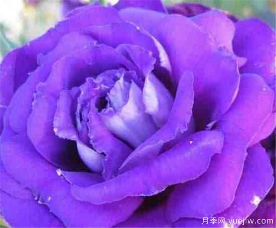 路易十四玫瑰什么時(shí)候開(kāi)花 路易十四玫瑰的花語(yǔ)寓意(圖2)