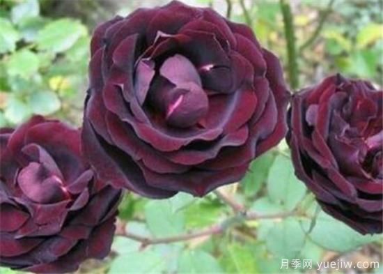 路易十四玫瑰什么時(shí)候開(kāi)花 路易十四玫瑰的花語(yǔ)寓意(圖1)