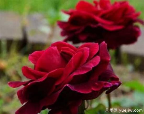 路易十四玫瑰什么時(shí)候開(kāi)花 路易十四玫瑰的花語(yǔ)寓意(圖3)