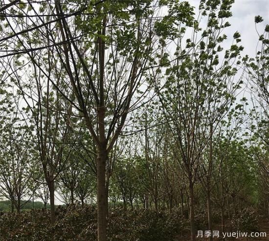 國槐的種植間距你覺(jué)得應該如何控制比較好(圖1)