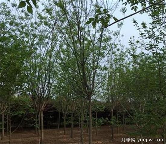 國槐的種植間距你覺(jué)得應該如何控制比較好(圖3)