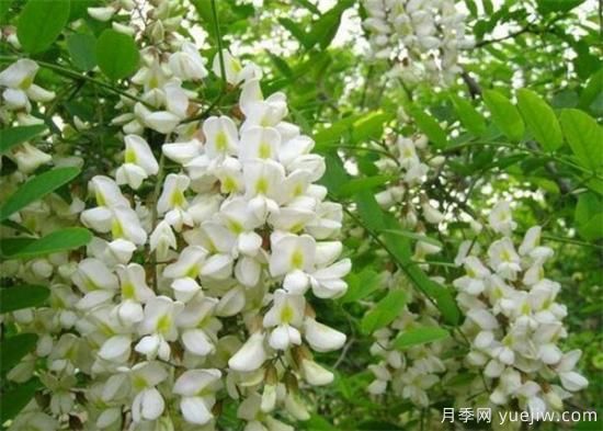 槐花是國槐開(kāi)的花嗎？能不能吃？(圖1)
