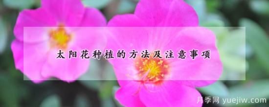 太陽(yáng)花種植的方法及注意事項(圖1)