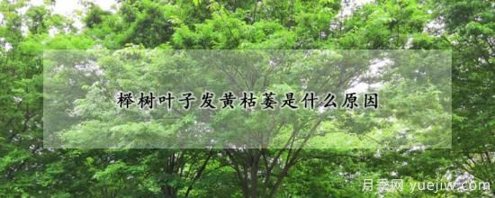 櫸樹(shù)葉子發(fā)黃枯萎是什么原因(圖1)