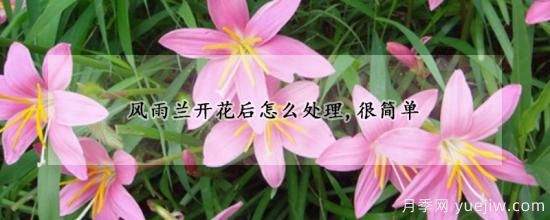 風(fēng)雨蘭開(kāi)花后怎么處理，很簡(jiǎn)單(圖1)