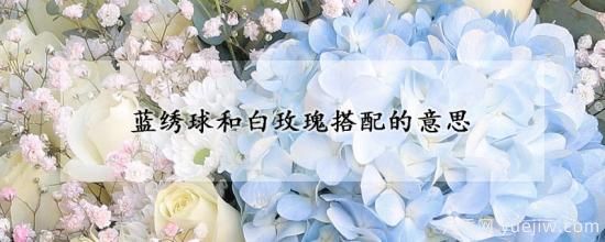 藍繡球和白玫瑰搭配的意思(圖1)