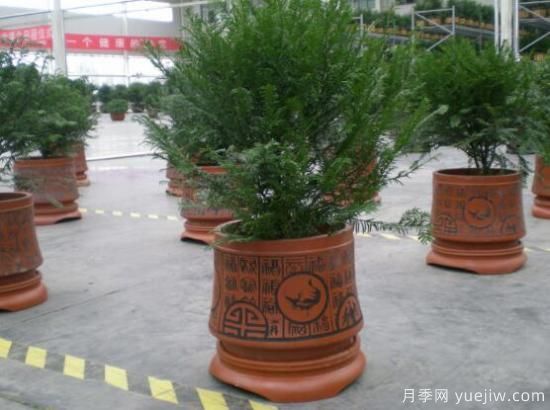 紅豆杉盆景怎么修剪，遵循兩點(diǎn)原則掌握六點(diǎn)方法(圖5)