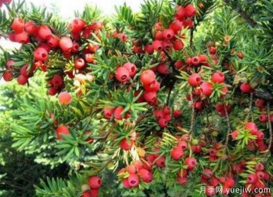 紅豆杉盆景怎么修剪，遵循兩點(diǎn)原則掌握六點(diǎn)方法(圖7)