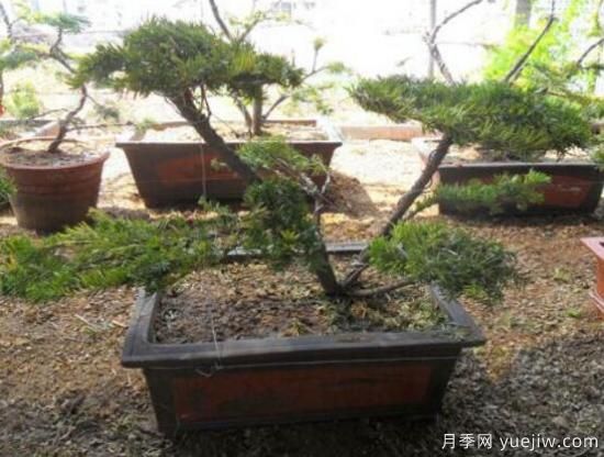 紅豆杉盆景怎么修剪，遵循兩點(diǎn)原則掌握六點(diǎn)方法(圖8)