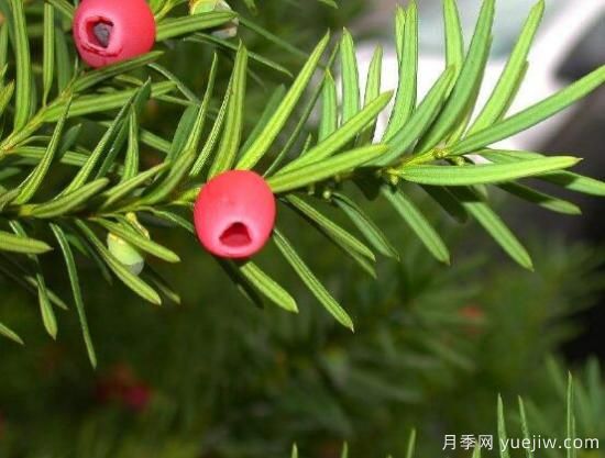 紅豆杉的花語(yǔ)是什么，紅豆杉代表著(zhù)高雅、思念之情(圖6)