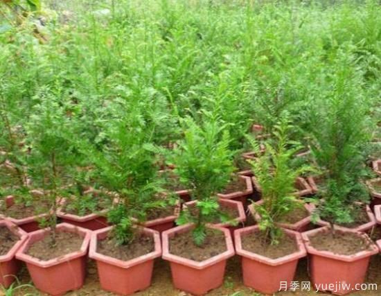 紅豆杉施什么肥好，紅豆杉施氮、磷、鉀肥***好(圖1)