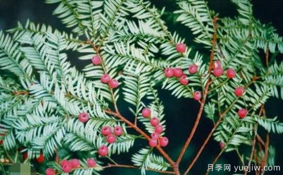 紅豆杉的花語(yǔ)是什么，紅豆杉代表著(zhù)高雅、思念之情(圖5)