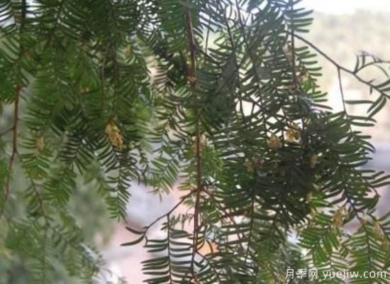 紅豆杉的花語(yǔ)是什么，紅豆杉代表著(zhù)高雅、思念之情(圖2)